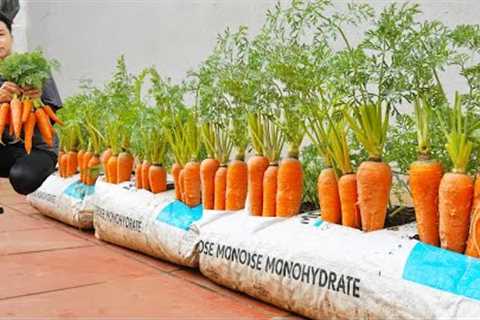 [Home Gardening] Why do carrots grown in soil bags produce such big tubers?