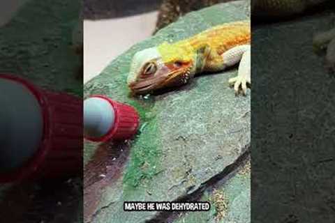 My Bearded Dragon Is Dying!! (Part 44) 😰🦎#shorts