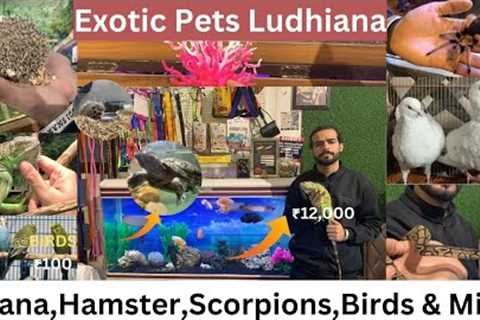 EXOTIC PETS LUDHIANA | IGUANA | DELIVERY ANYWHERE IN INDIA | ANIMALS | BIRDS & MORE #viral