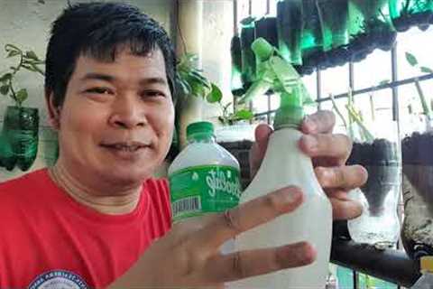 PAGGAWA NG NATURAL PESTICIDE (with ENG sub)