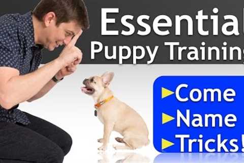 PUPPY TRAINING a 16 Week-Old FRENCH BULLDOG!