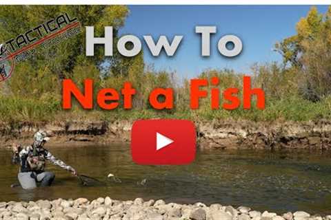 How to net a fish when fly fishing