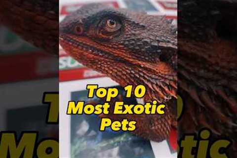 Exotic Animals / Top 10 Exotic Pets #pets #animals #shorts