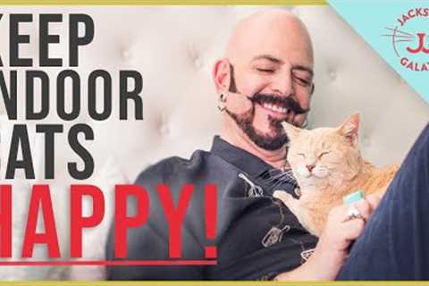 How to Keep Indoor Cats HAPPY