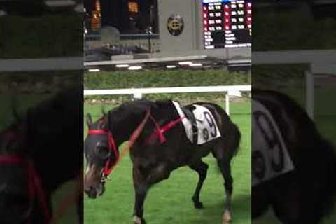 Australian Horse Killed In Hong Kong