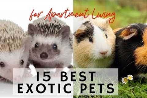 15 Best Exotic Pets for Apartment Living - Learning video