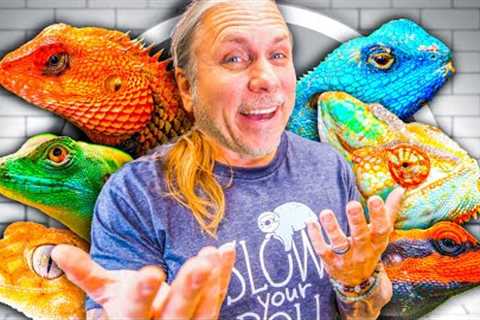 All My Lizards At My Reptile Zoo! (Full Tour)