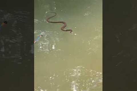 We are in his house now! #fishing #snake