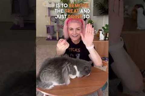 #HowTo Train Your Cat ✨high five!✨