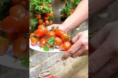 Grow Juicy Tomatoes in 50 Seconds? This Bottle Hack Will AMAZE You!