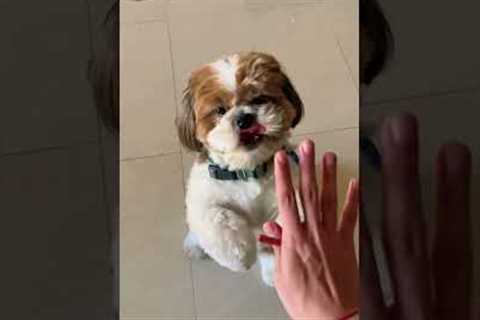 How to teach dog to shake hand ,roll, jump ? Shihtzu, cute dog.