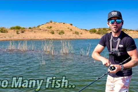 This Lake Produces SO MANY Fish (Unreal)