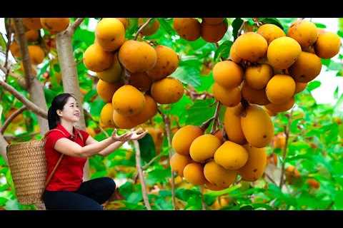 Harvesting Diospyros decandra fruit Goes To Market Sell | Gardening And Cooking | Lý Tiểu Vân