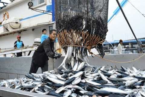Big Catch Fishing in The Deep Sea With Big Boat - Amazing Tuna Fish Processing Skill