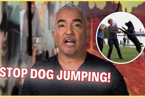 How To Stop Your Dog From Jumping | Dog Nation Episode 1 - Part 2