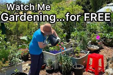 Setting Up My Garden for Food Vegetables Container Gardening Flowers for Wildlife Birds Hummingbirds