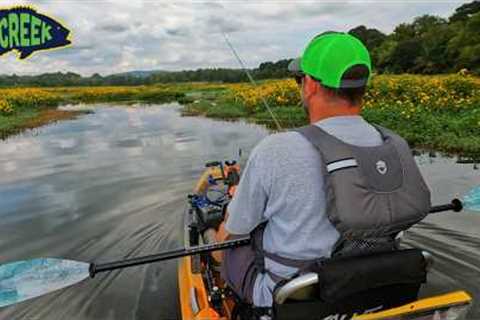 Fishing Backwater Creeks and Swamps on Guntersville