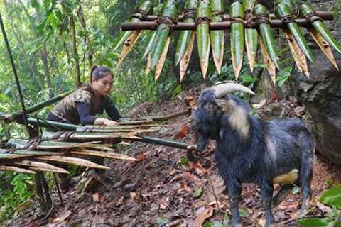 wild goat traces, traps to catch, survival skills, survival alone