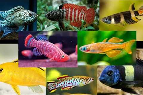 Top 32 Colorful Freshwater Fish For Your Aquarium!