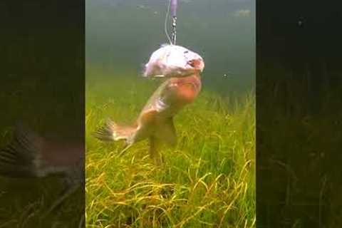Wiggle-fish 🥴 and a pike