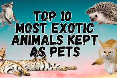 🔝 Top 10 Most Exotic Animals Kept as Pets | Exotic Pets 2023 | Pets and Us