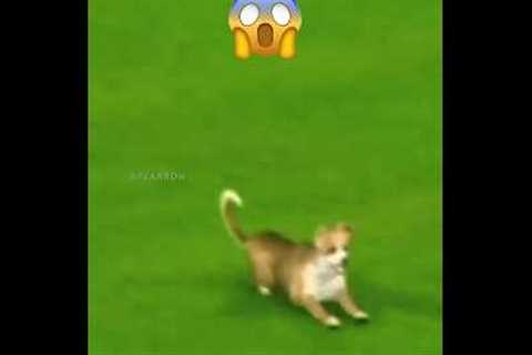 When The Manager, Fan, Dog Scores a Goal 😳