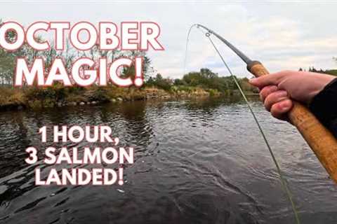 3 Salmon Landed in an Hour! | Salmon Fishing Scotland 2024