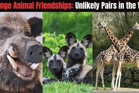 Strange Animal Friendships - Unlikely Pairs