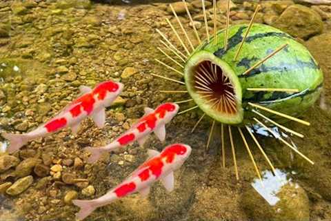 Survival Skills: SIMPLE and USEFUL with watermelon fish trap in forest