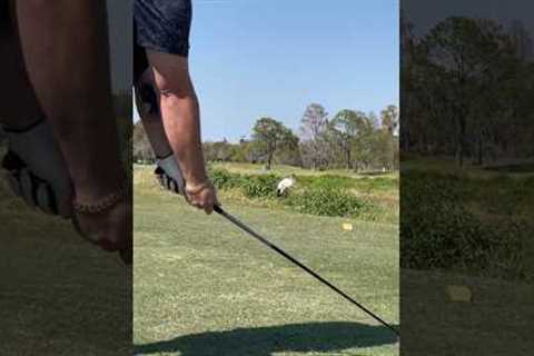 #golf with #nature pt 3 - a #chaotic #bird #golfing #learning #vlog #friends #funny #golftips #life