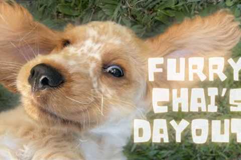 FURRY CHAI'S DAY OUT: Cute Cocker Spaniel Puppy’s Fun Garden Adventure & Surprise Treasure!