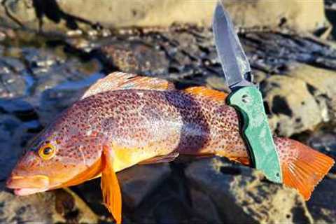 Back to the Ocean - Catch and Cook on the Rocks!