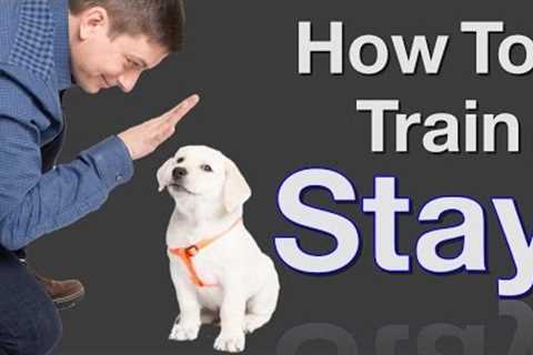 How to Teach your Dog to Stay in 3 Steps Force Free!