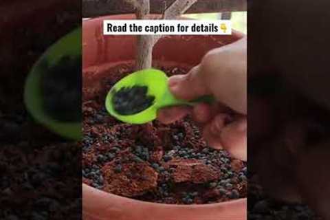 How to get more flowers on flowering plants / Garden Vibes