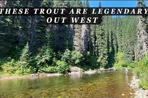 It's LEGENDARY out west - I'd argue it's the US's PREMIER trout!  An Epic Fly Fishing trip!