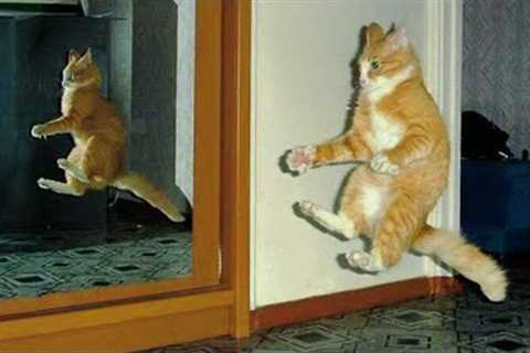 UNEXPLAINABLE Behaviour of Orange Cats 🍊😹 Funny Cat Videos 2024