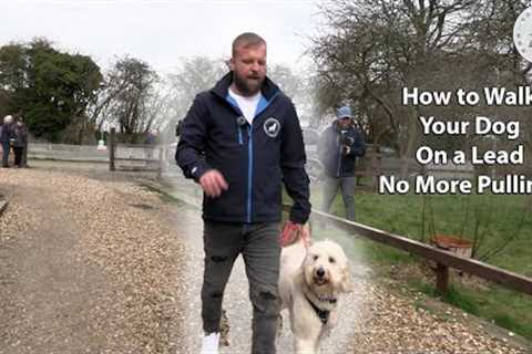 Lead Walking Basics - How To Stop Your Dog Pulling - Professional Dog Trainer