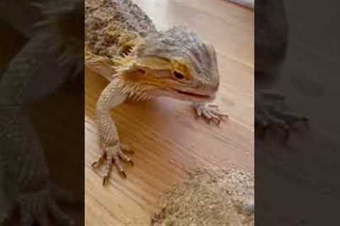 Bearded dragon becomes feisty towards mom.