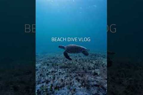 beach dive vlog ! #florida #diving #freediving #scubadiving #travel #dive #fish  #beach #ocean