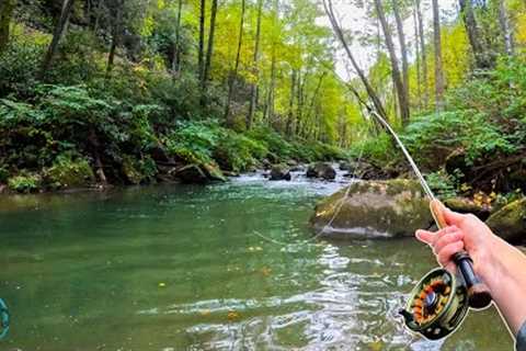 Fly Fishing an INSANE Creek for Big Trout! (BIGGEST FISH OF THE YEAR)