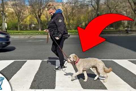 STOP Traditional Leash Walking And Try THIS Instead!