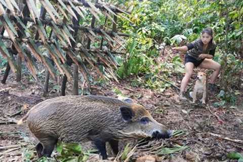 200 days of survival in the wild, wild boar trapping skills, alone survival