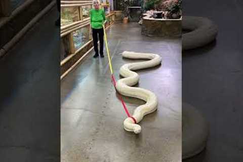 20ft Snake Vs. Granny | Ross Smith