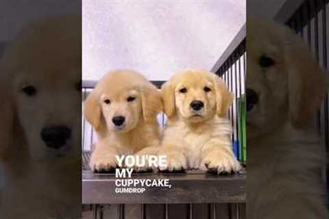 Two very cute golden retriever puppies 🐾