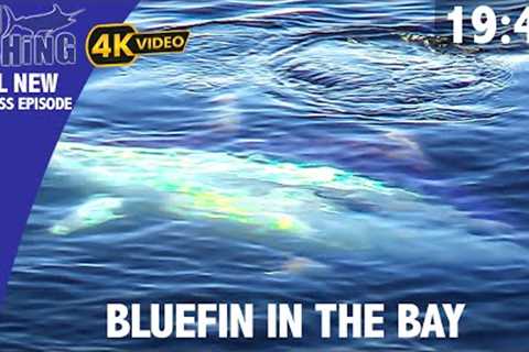 Giant Bluefin Tuna In The Bay - ITM Fishing Express Episode 4K