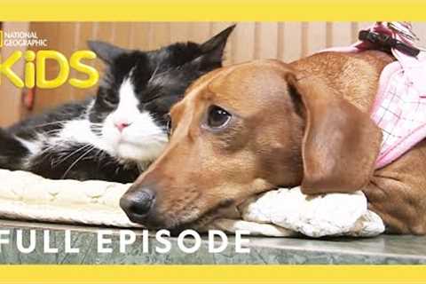 Unlikely Animal Friends Full Episode 🐷🐴 🐱 | Love at First Sight | @natgeokids