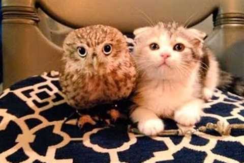Unlikely Animal Friendships (UNBELIEVABLE!)