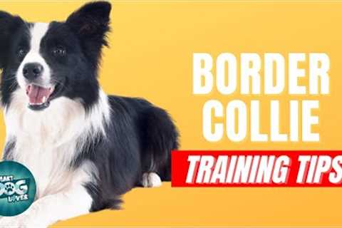 How to Train Your Border Collie | Best Border Collie Puppy Training Tips