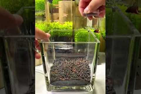 Setting up my new betta fish tank.