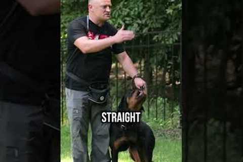 Top Dog Training Expert Shares Secret to Instant Direction Changes!